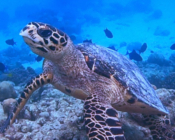 Hawksbill turtle, Maamunagau Falhu, Raa Atoll, Maldives. Image.