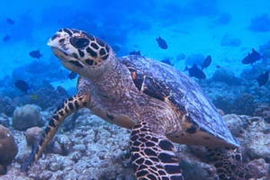 Timmy, hawksbill, adopted for Rex Hawksbill turtle, Maamunagau Falhu, Raa Atoll, Maldives. Image.