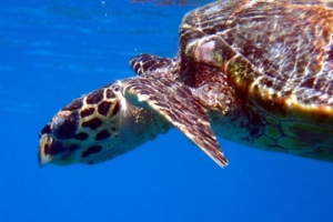 Aurora, hawksbill, adopted Hawksbill turtle, Gemana Faru, Raa Atoll, Maldives. Image.