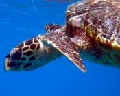 Hawksbill turtle, Gemana Faru, Raa Atoll, Maldives. Image.