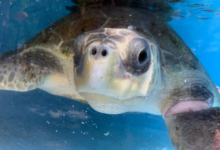 Pickle Close-up of turtle patient Pickle. Image.