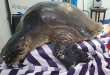 Pickle in the clinic. Turtle patient Pickle in the clinic. Image.