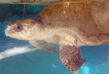 Pickle's damaged front left flipper. Turtle patient Pickle with damaged front left flipper. Image.