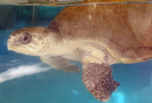 Pickle's damaged front left flipper. Turtle patient Pickle with damaged front left flipper. Image.