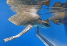 Pickle admiring her reflection. Turtle patient Pickle admiring her reflection. Image.