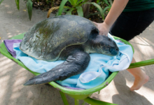 Pickle Turtle patient Pickle being transported in a wheelbarrow. Image.