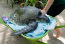 Pickle Turtle patient Pickle being transported in a wheelbarrow. Image.