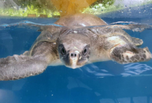 Pickle Turtle patient Pickle recovering in tank. Image.
