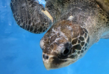 Autumn, Tagged & Released Turtle patient Autumn in her tank. Image.