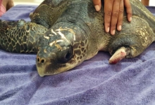 Autumn's left flipper is missing and her humerus bone is exposed. Turtle patient Autumn on arrival at the Rescue Centre. Left flipper is missing and humerus bone is exposed. Image.