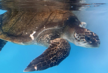 Autumn Turtle patient Autumn in her tank at the Rescue Centre. Image.