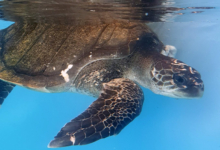 Autumn Turtle patient Autumn in her tank at the Rescue Centre. Image.