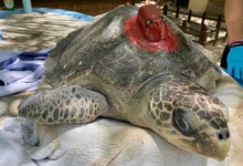 Autumn with the first satellite tag ever deployed by ORP. Turtle patient Autumn fitted with a satellite tag and ready for release. Image.