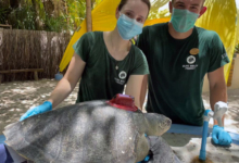 Dr Minnie, Sea Turtle Biologist Joe and Autumn with her satellite tag. Dr Minnie, Sea Turtle Biologist Joe and trutle patient Autumn with her satellite tag.