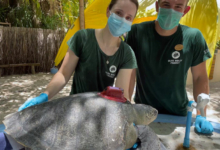 Dr Minnie, Sea Turtle Biologist Joe and Autumn with her satellite tag. Dr Minnie, Sea Turtle Biologist Joe and trutle patient Autumn with her satellite tag.