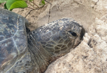 Nesting green turtle, Grand Anse, Félicité Island, Seychelles. Image.