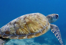 Green turtle swimming in the blue, Praslin Coral Garden, Praslin, Seychelles. Image.