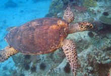Hawksbill turtle, Ile la Fouche, Félicié, Seychelles. Image.