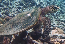 Hawksbill turtle, on coral reef, Grande Soeur, Félicié, Seychelles. Image.