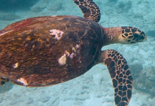 Hawksbill turtle, Petite Soeur, Félicité, Seychelles. Image.