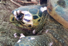 Adopted hawksbill turtle in the Seychelles. Image.