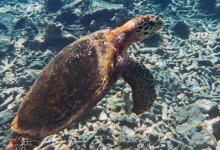 Hawksbill turtle swimming over reef, Ile Coco, Félicité, Seychelles. Image.