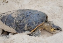 Nesting hawksbill turtle, daytime, Anse Petite Boileau, Mahé, Seychelles. Image.