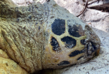 Nesting female hawksbill turtle, Grand Anse, Félicité, Seychelles. Image.