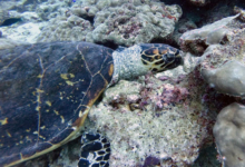 Hawksbill turtle, Praslin Coral Garden, Praslin, Seychelles. Image.