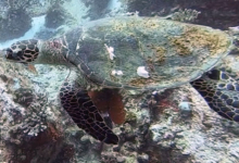 Adopted hawksbill turtle, Seychelles