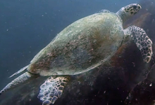 Male hawksbill turtle with long tail, Marianne, Félicité, Seychelles. Image.