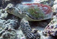 Hawksbill turtle resting on the sea bottom, Booby Rock, Praslin, Seychelles. Image.
