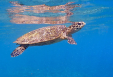 Hawksbill turtle swimming in the blue just below the surface, Ile Coco, Félicié, Seychelles. Image.