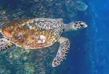 Hawksbill turtle, Marianne, Félicité, Seychelles. Image.