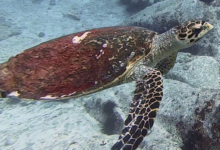 Hawksbill turtle, Booby Rock, Praslin, Seychelles. Image.