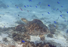 Hawksbill turtle, Anse la Cour, Félicité, Seychelles. Image.