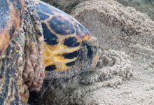 Nesting female hawksbill turtle, Anse Peniche, Félicité, Seychelles. Image.