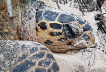 Gloria, Nesting female Hawksbill turtle, Seychelles. Image.