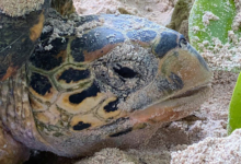 Hawksbill turtle nesting, Anse Intendance, Mahe, Seychelles. Image.