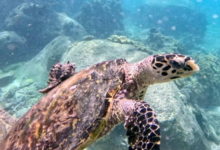 Hawksbill turtle, swimming, Anse Lazio, Praslin, Seychelles. Image.