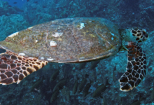Hawksbill turtle swimming calmly, Ave Maria, Praslin, Seychelles. Image.