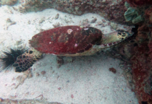 Hawksbill turtle foraging on rocks, Channel Rock, Praslin Seychelles. Image.