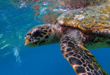 Hawksbill swimming in the blue just below the surface, Ile Coco, Félicité, Seychelles. Image.