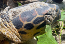 Nesting female hawksbill turtle, Grand Anse, Félicité, Seychelles. Image.