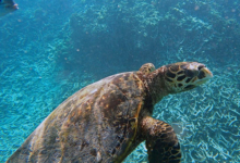 Hawksbill turtle, swimming up from reef, Grande Soeur, Félicité, Seychelles. Image.