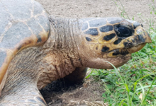 Nesting hawksbill turtle, Grand Anse, Félicité, Seychelles. Image.