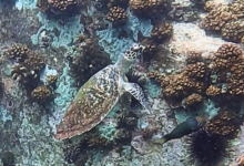 Hawksbill turtle on reef, Ile la Fouche, Félicité, Seychelles. Image.