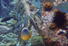 Hawksbill turtle foraging on rocks, Ile la Fouche, Félicité, Seychelles. Image.