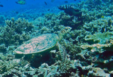 Hawksbill turtle on a coral reef, Marianne, Félicité, Seychelles. Image.