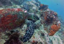 Hawksbill turtle swimming on the reef at Ave Maria, Praslin, Seychelles. Image.